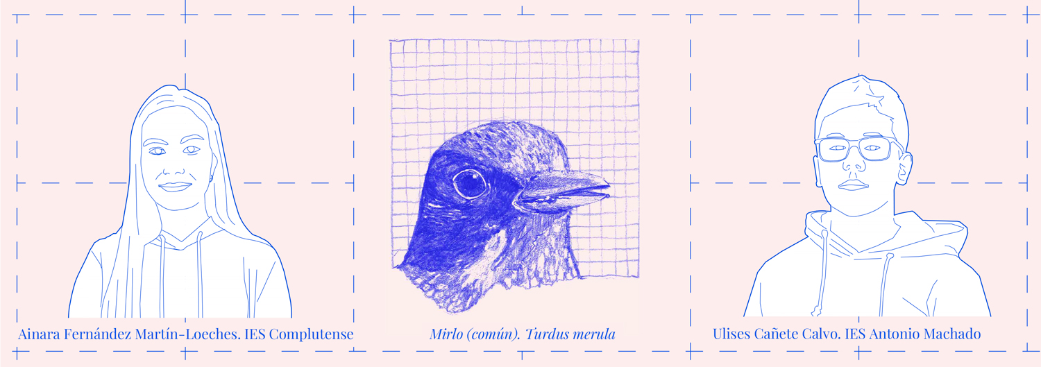 tira-12